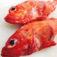 魚酒肴 くぅ 