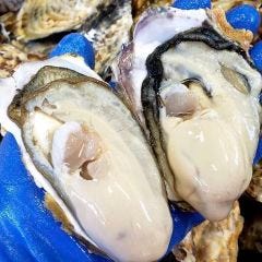 宮城県の漁師さん直送のトロ牡蠣、チチコイ牡蠣
