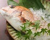 千葉県産 旬の天然魚
