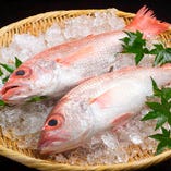 毎日福田漁港より新鮮な魚を仕入れております。