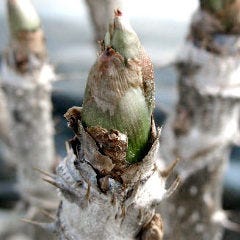 花様 Ka You Nu茶屋町 近江自家栽培ファーム直営店 自慢の食材 永源寺タラの芽 ぐるなび 花様 Ka You Nu茶屋町 近江自家栽培ファーム直営店 自慢の食材 永源寺タラの芽 ぐるなび