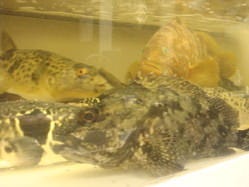 天然魚 活魚 ふじけん 中洲店 中洲 魚料理 ぐるなび