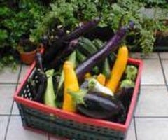 提携農家から届く新鮮で美味しい旬の野菜たち。