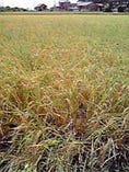 米は高知県産コシヒカリ
小粒で弾力のあるうな重に合うお米です