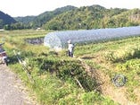 旬の有機野菜【大阪府岸和田】