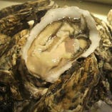 「釧路産仙鳳趾牡蠣」1年中ご用意します。東京では入手困難ですが、、