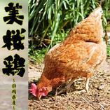 ◆美桜鶏◆
