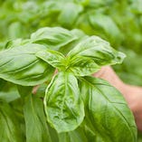静岡県御前崎市　柏原農園　バジル【静岡県】
