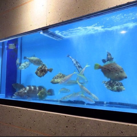 宮崎魚料理 全室個室 なぶら 宮崎市 居酒屋 ぐるなび