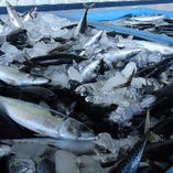 北海道近海で脂をたっぷりと蓄え、東北近海に下ってきた「戻りの鯖」と呼ばれる脂ノリ抜群のとろさば！ぜひ様々なお料理でお楽しみください♪