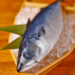 脂ノリ抜群！東北近海の極上とろさば