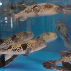 泳ぎのとらふぐのみを使用