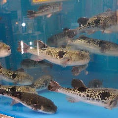 新鮮な活ふぐをご堪能。