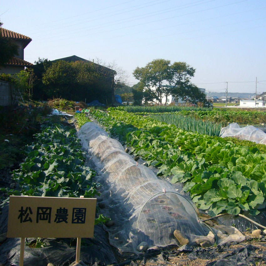 農家さんが丹精込めて作った新鮮野菜