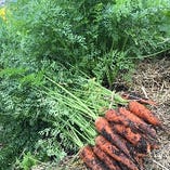 自家菜園の新鮮野菜【愛知県】