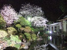 美しい桜のライトアップ