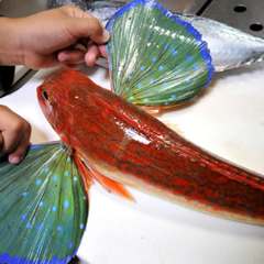 和っちゃんや メニュー 活魚 珍魚 鮮魚 ぐるなび