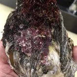 千葉県産   生岩牡蠣   です！