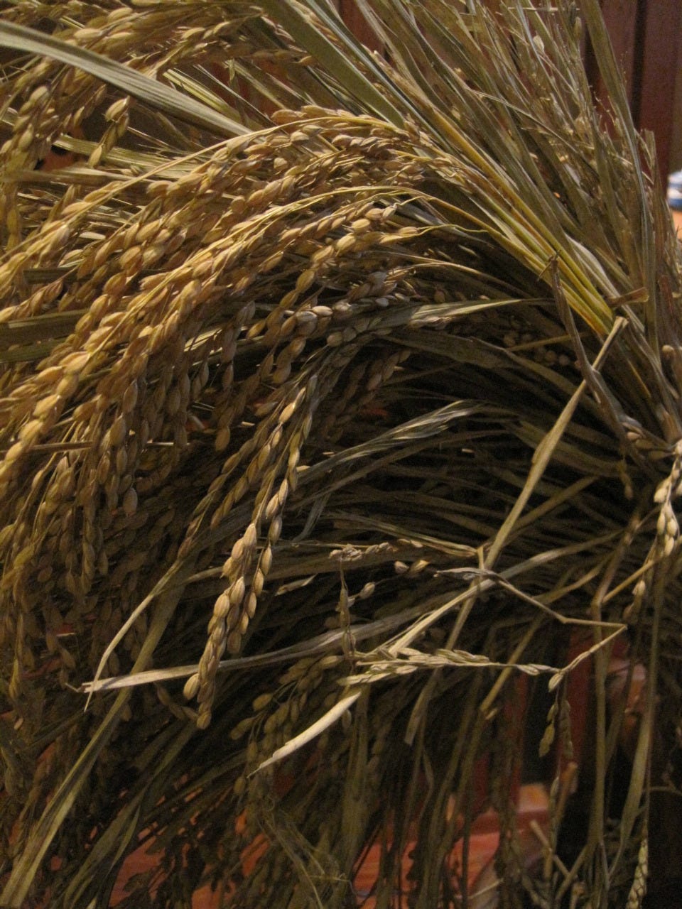 新潟の米農家から新鮮なコシヒカリ米