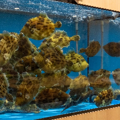 肝ポン酢又は肝醤油で味わう「唐津産・本カワハギ薄造り」