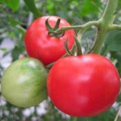 トマト好きのためのトマト｛ アップルスター ｝
