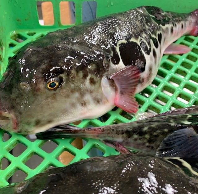 ふぐ料理・はも料理 三田　山田屋_天然とらふぐ【山口県下関産 他（主原料原産地：下関、）】