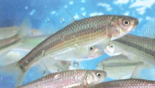 中国料理 瑞雪 自慢の食材 ほんもろこ ぐるなび