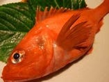 北海道の高級魚といえば、きんき！刺身や塩焼、煮付けも最高。