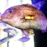 当店自慢の生け簀と活魚
ご注文頂いて調理をするので鮮度抜群！