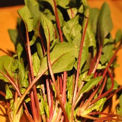 日本酒処 参壱丸撰 さんいちまるさん 自慢の食材 赤茎ほうれん草 ぐるなび 日本酒処 参壱丸撰 さんいちまるさん 自慢の食材 赤茎ほうれん草 ぐるなび