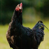 栃木県が誇る唯一のブランド地鶏「とちぎ軍鶏」を使用【栃木県】