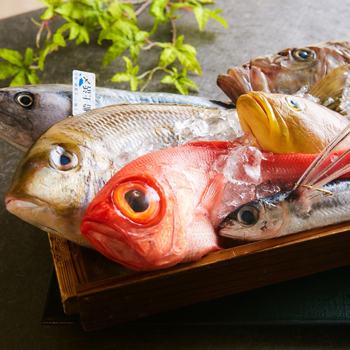 全国の漁港から毎日届く鮮魚を堪能