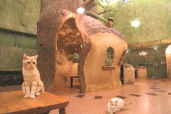 Cat Cafe てまりのおうち 