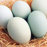 『幸せの青い卵』アローカナ【千葉県】