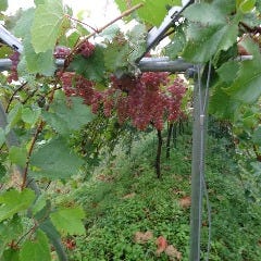 スペインのちょっと居酒屋 バルマル 赤坂見附_広大な敷地で育つブドウ