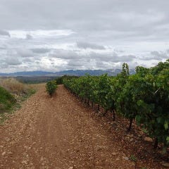 スペインのちょっと居酒屋 バルマル 赤坂見附_広大な敷地で育つブドウ