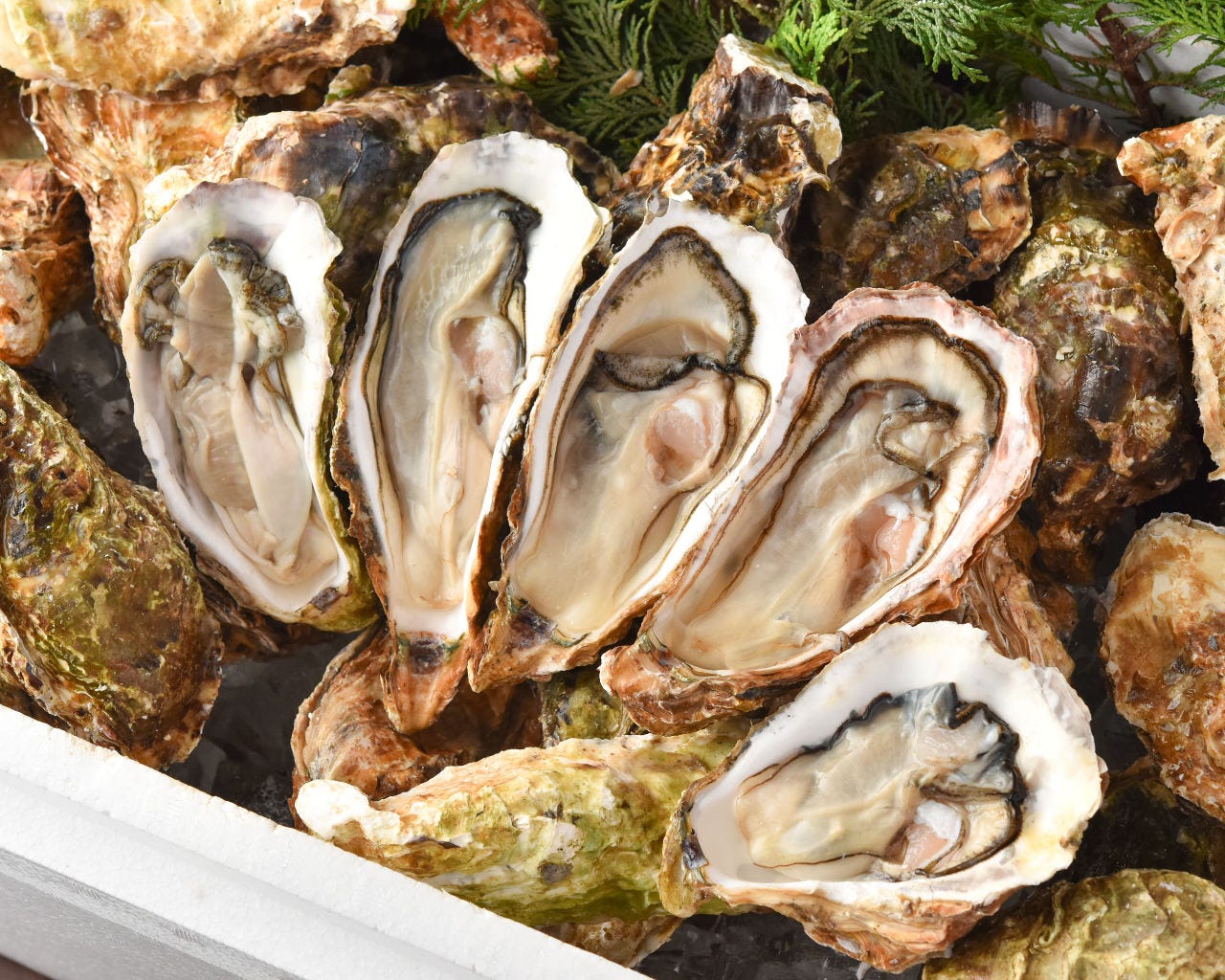 今日ワ魚 上野店牡蠣食べ放題コース