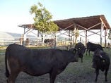 近江牛の生産者さんは素牛の選定から、独自の配合飼料まで日々研究され、良質な肉牛を育てています。風通しを良くし、牛が過ごしやすいようにするなど環境作りも徹底されております。