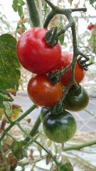 トマト一筋▽気鋭の農家が育むその名は“愛のリンゴ”