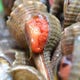 夜鳴貝は全国でほぼ広島でしか食用されていない旨い貝