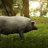 高級食材としても知られるイベリコ豚【スペイン】