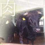 「阿波牛の匠」と呼ばれるのべ牧場の牛【徳島県】