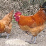 大山鶏【鳥取県】