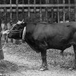 日本の三大和牛と呼ばれるブランド牛の中でも、圧倒的な歴史を有する「近江牛」。滋賀が誇る絶品を、旨みを生かす調理でお届けします。