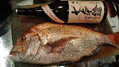 しんばし魚ませませ