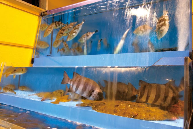 あっぱれ寿司秋田駅東口店 秋田市 寿司屋 ぐるなび