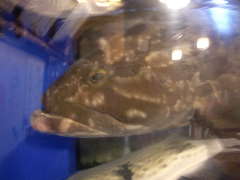 肴と盃 はまけん 