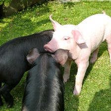 厳選ブランド豚”黒豚アグー”