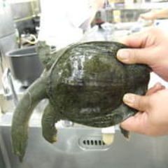 コークスで焚く！名物すっぽん鍋