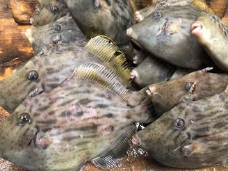 ふぐ 地魚料理の店 さがみ湾 メニュー 朝獲れ地魚 ぐるなび ふぐ 地魚料理の店 さがみ湾 メニュー 朝獲れ地魚 ぐるなび
